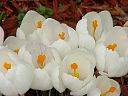 crocus3.jpg