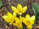 crocus5.jpg