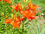 DSC00127.jpg