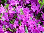DSC03726.jpg