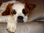 DSC01933.jpg